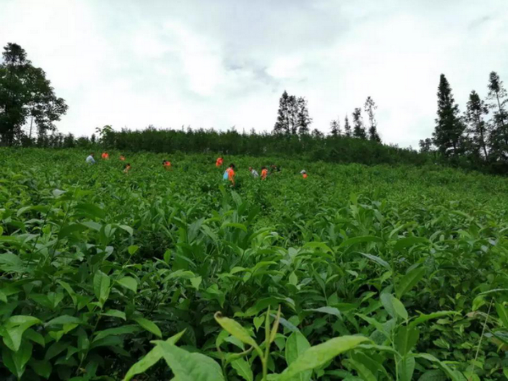 金輝集團公益項目